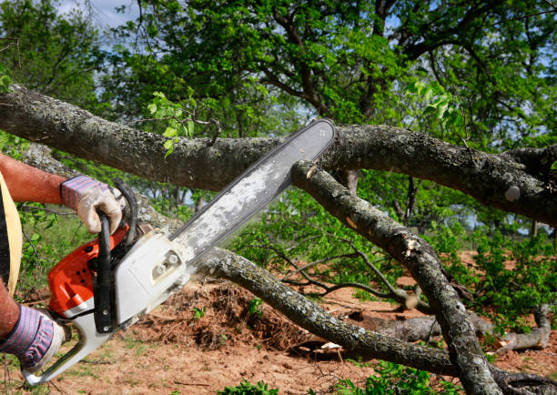 How Our Tree Care Process Works  in  Carolina Beach, NC